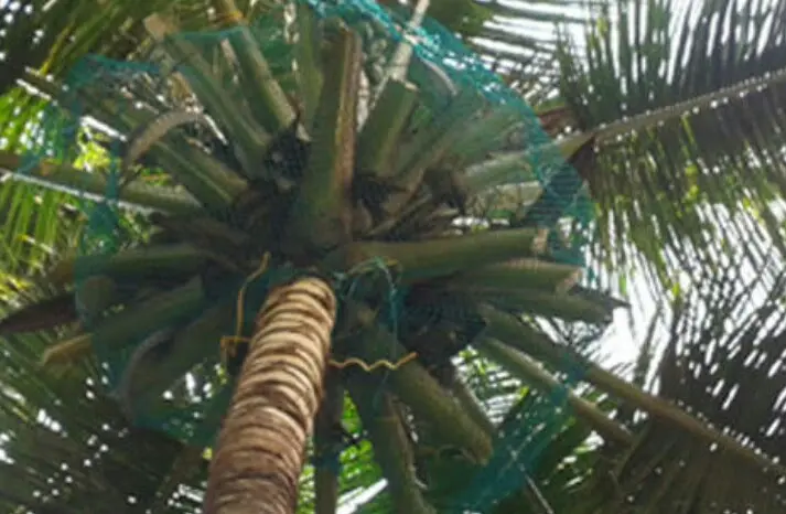 Coconut Safety Nets in Pune