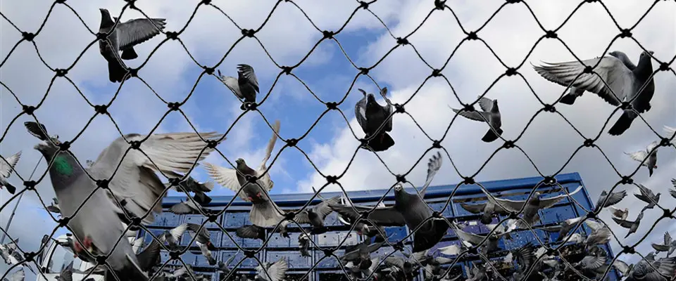 Pigeon Safety Nets in Pune